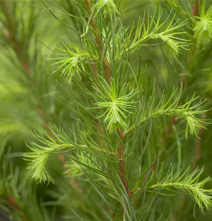 Europäische Lärche Europäische Lärche