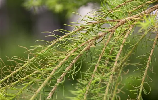 Europäische Lärche 'Puli' Europäische Lärche 'Puli'