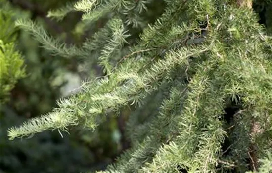 Korkenzieher-Lärche 'Diana' Korkenzieher-Lärche 'Diana'