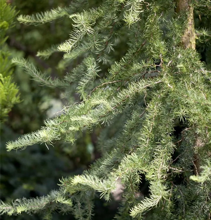 Korkenzieher-Lärche 'Diana'