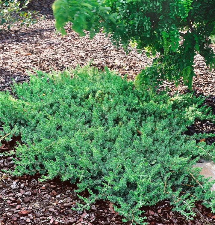 Sachalin-Kriechwacholder