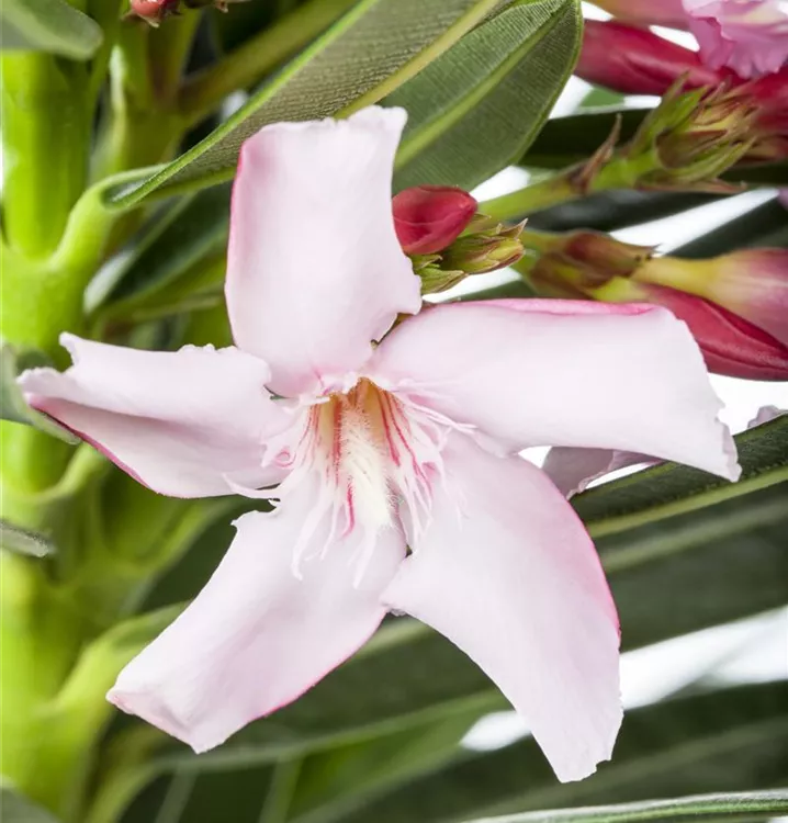Oleander Oleander