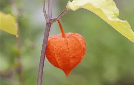 Die Lampionblume: alles andere als ein Nachtschattengewächs