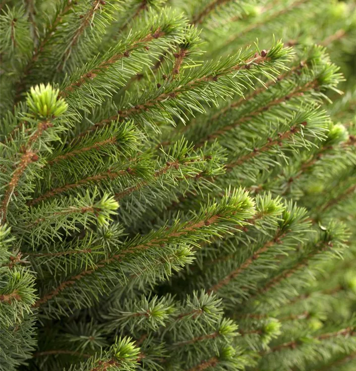 Serbische Fichte