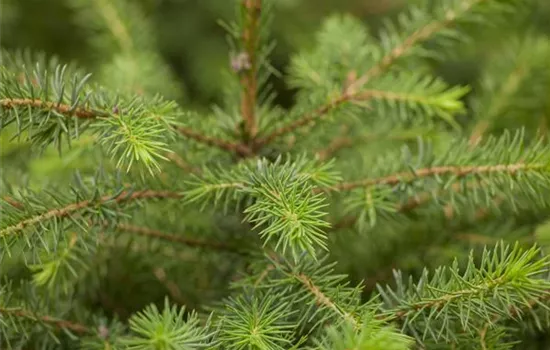 Serbische Fichte 'Karel'