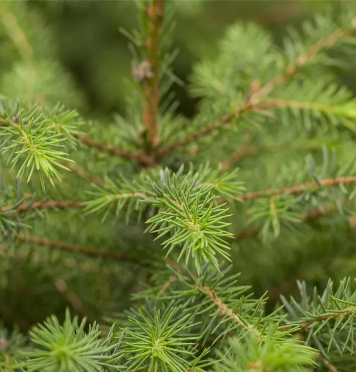 Serbische Fichte 'Karel'