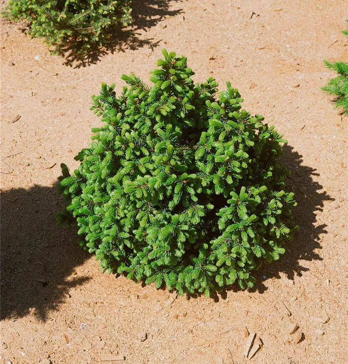 Serbische Kugelfichte 'Minima'