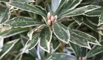 Zum Vergrößern klicken Bildvorschau