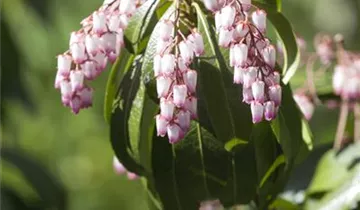 Zum Vergrößern klicken Bildvorschau