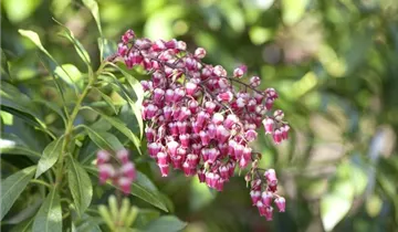 Zum Vergrößern klicken Bildvorschau