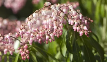 Zum Vergrößern klicken Bildvorschau