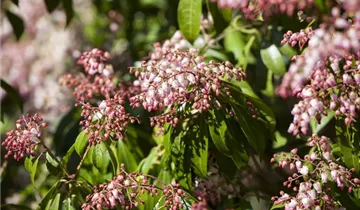 Zum Vergrößern klicken Bildvorschau