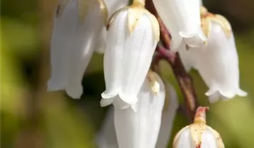 Zum Vergrößern klicken Bildvorschau