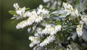 Zum Vergrößern klicken Bildvorschau