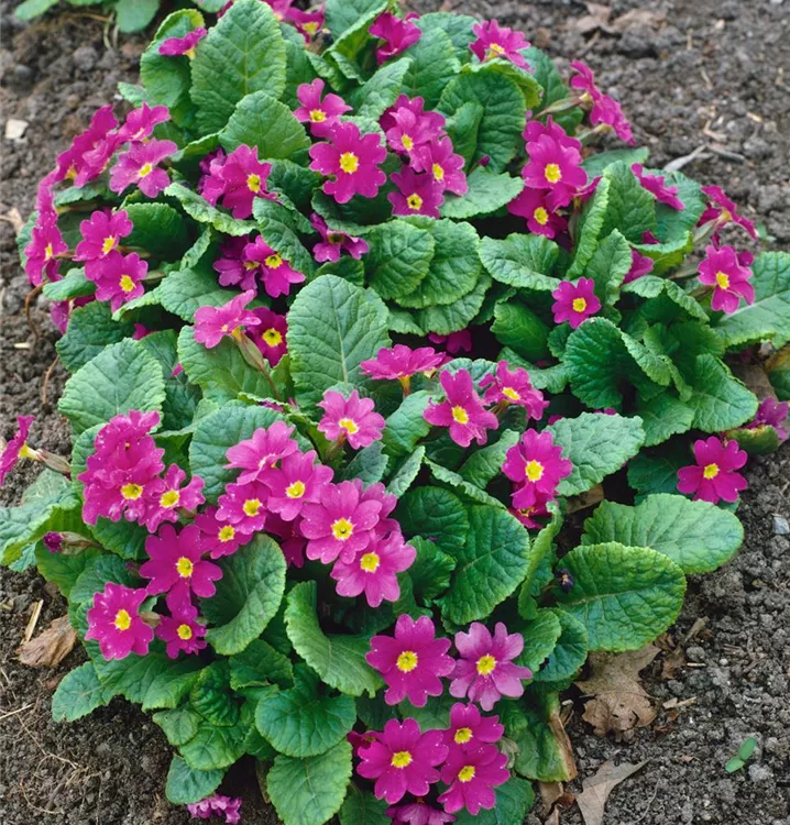 Garten-Kissen-Schlüsselblume