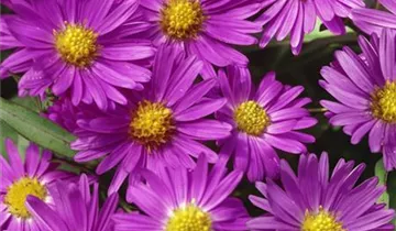 Zum Vergrößern klicken Bildvorschau