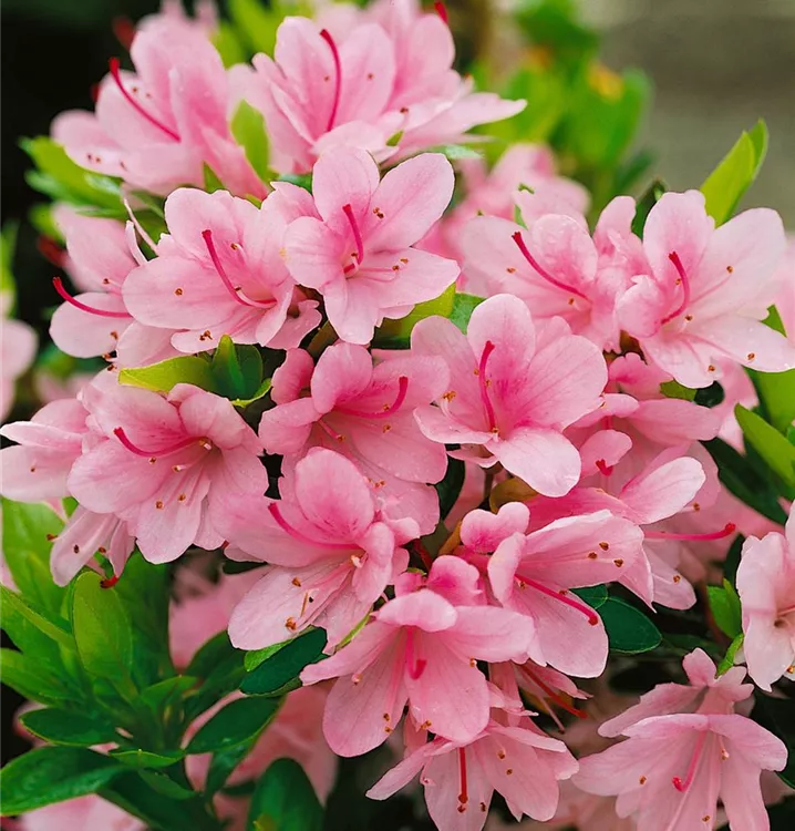 Japanische Azalee 'Kirin', Stamm