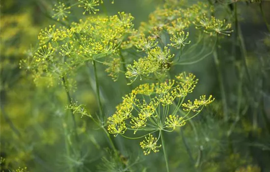 Kräuter im Garten